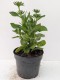 Rudbekia wieloletnia dwubarwna GIGGLING sadzonki - rudbeckia