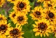 Rudbekia wieloletnia dwubarwna GIGGLING sadzonki - rudbeckia