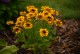 Rudbekia wieloletnia dwubarwna GIGGLING sadzonki - rudbeckia