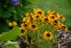Rudbekia wieloletnia dwubarwna GIGGLING sadzonki - rudbeckia