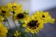 Rudbekia wieloletnia dwubarwna GIGGLING sadzonki - rudbeckia