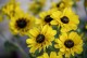 Rudbekia wieloletnia dwubarwna GIGGLING sadzonki - rudbeckia