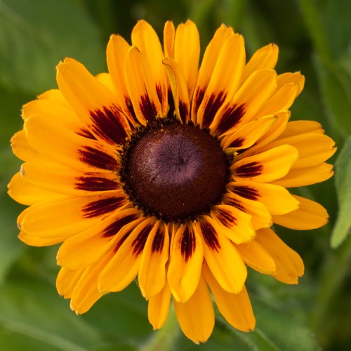 Rudbekia wieloletnia dwubarwna GIGGLING sadzonki - rudbeckia