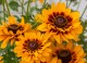 Rudbekia wieloletnia dwubarwna GIGGLING sadzonki - rudbeckia