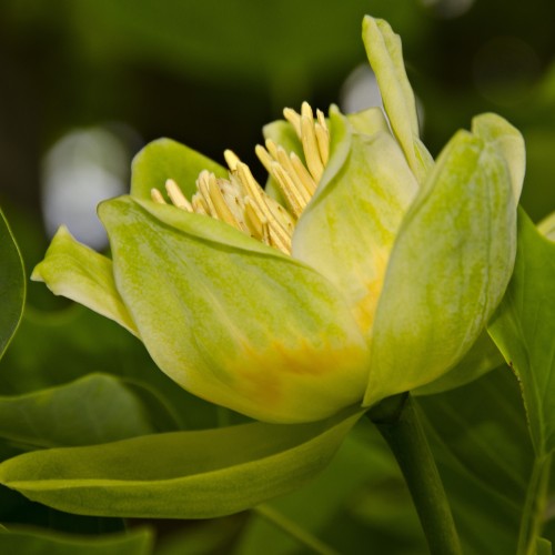 Tulipanowiec AMERYKAŃSKI - drzewo sadzonki