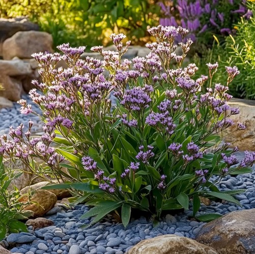 Zatrwian wleloletni Gamelina DAZZLE ROCKS sadzonki - lawenda morska