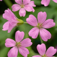 Bodziszek wieloletni ROSE CLAIR - sadzonki