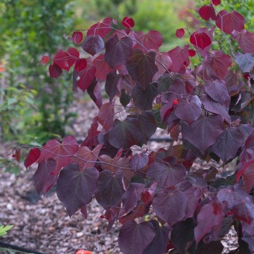 Judaszowiec kanadyjski FOREST PANSY drzewo - sadzonka