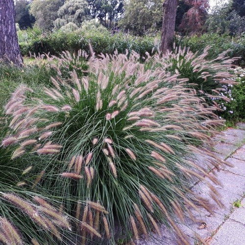 Rozplenica japońska HAMELN - trawa piórkówka DUŻE sadzonki