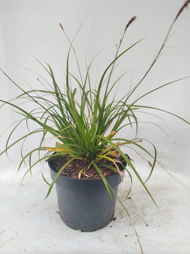 Turzyca oszimska GREENWELL- zielono-żółte skręcone liście