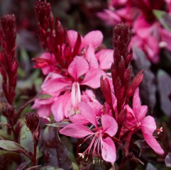 Gaura Lindheimera FLAMINGO PINK różowa - bylina sadzonki
