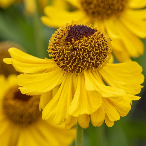 Dzielżan jesienny THE BISHOP - ogrodowy sadzonki