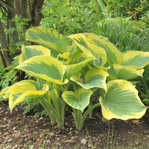 Funkia, hosta sadzonka LIBERTY - ogrodowa