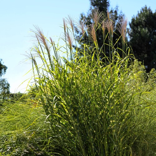 Miskant chiński PUNKTCHEN - NOWA odmiana ładniejszy Zebrinus
