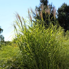 Miskant chiński PUNKTCHEN - NOWA odmiana ładniejszy Zebrinus