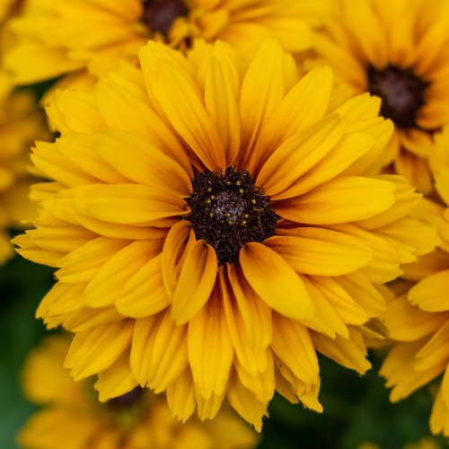 Rudbekia wieloletnia rudbeckia Little Beckia BALLERINA - nowa odmiana