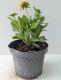 Rudbekia wieloletnia rudbeckia Little Beckia BALLERINA - nowa odmiana