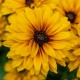 Rudbekia wieloletnia rudbeckia Little Beckia BALLERINA - nowa odmiana