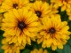 Rudbekia wieloletnia rudbeckia Little Beckia BALLERINA - nowa odmiana