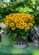 Rudbekia wieloletnia rudbeckia Little Beckia BALLERINA - nowa odmiana