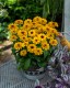Rudbekia wieloletnia rudbeckia Little Beckia BALLERINA - nowa odmiana