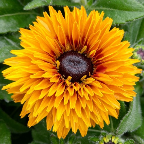 Rudbekia wieloletnia rudbeckia Flamenco BRIGHT ORANGE