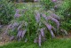 Budleja Dawida WISTERIA LANE - sadzonka 1,5 l