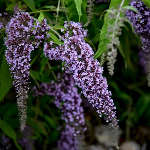 Budleja Dawida WISTERIA LANE krzew sadzonki - fioletowa