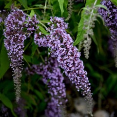 Budleja Dawida WISTERIA LANE krzew sadzonki - fioletowa