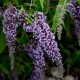 Budleja Dawida WISTERIA LANE - sadzonka 1,5 l