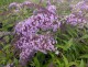 Budleja Dawida WISTERIA LANE - sadzonka 1,5 l