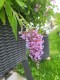 Budleja Dawida WISTERIA LANE - sadzonka 1,5 l