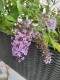 Budleja Dawida WISTERIA LANE - sadzonka 1,5 l