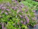 Budleja Dawida WISTERIA LANE - sadzonka 1,5 l