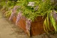 Budleja Dawida WISTERIA LANE - sadzonka 1,5 l