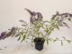 Budleja Dawida WISTERIA LANE - sadzonka 1,5 l