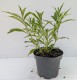 Budleja Dawida WISTERIA LANE - sadzonka 1,5 l