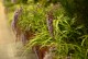 Budleja Dawida WISTERIA LANE - sadzonka 1,5 l