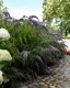 Budleja Dawida WISTERIA LANE - sadzonka 1,5 l
