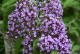 Budleja Dawida WISTERIA LANE - sadzonka 1,5 l