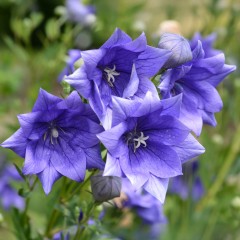 Rozwar wielkokwiatowy HAKONE BLUE sadzonki - niebieski