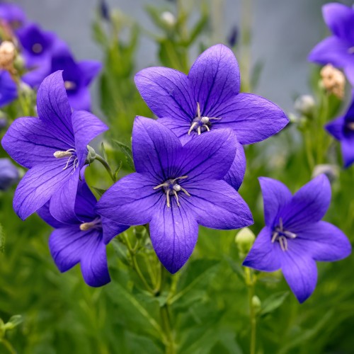 Rozwar wielkokwiatowy ASTRA BLUE sadzonki - niebieski