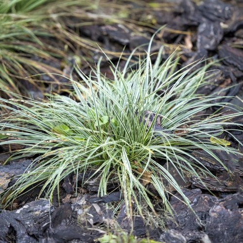 Turzyca stożkowa HIME KANSUGE- dwukolorowa