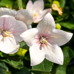 Rozwar wielkokwiatowy ASTRA ROSE sadzonki - różowy