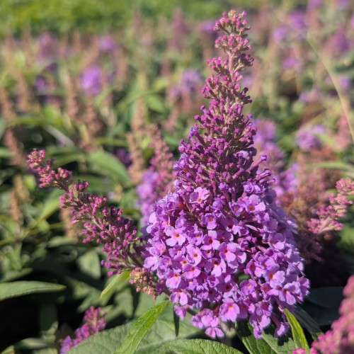 Budleja miniaturowa, karłowa Butterfly Candy Little LILA