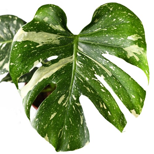 Monstera deliciosa THAI CONSTELLATION - biało zielona