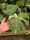 Monstera deliciosa THAI CONSTELLATION - biało zielona