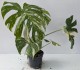 Monstera deliciosa THAI CONSTELLATION - biało zielona