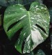 Monstera deliciosa THAI CONSTELLATION - biało zielona
