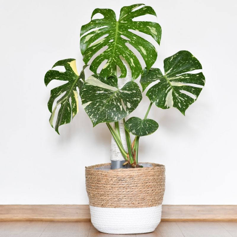 radiatum philodendron Philodendron Radiatum – Green Millennium main image 1